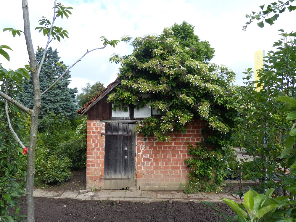 Vogg_Sommer_2016 8.jpg